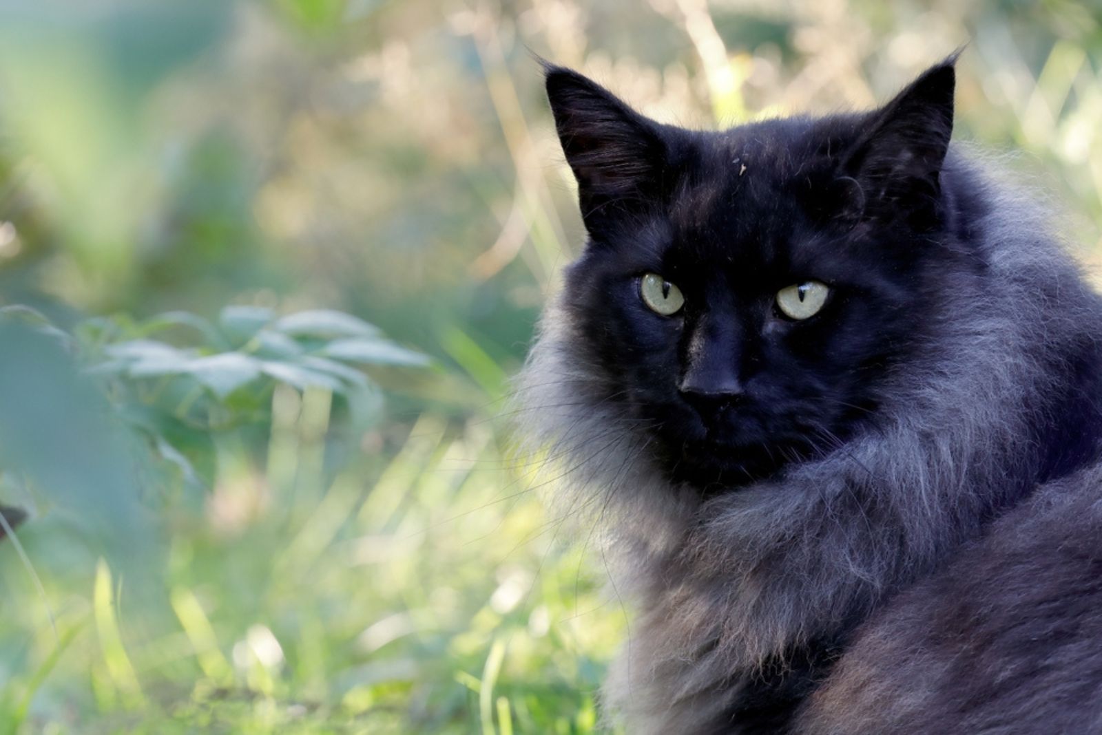 Norwegian forest cat male outdoors on a meadow