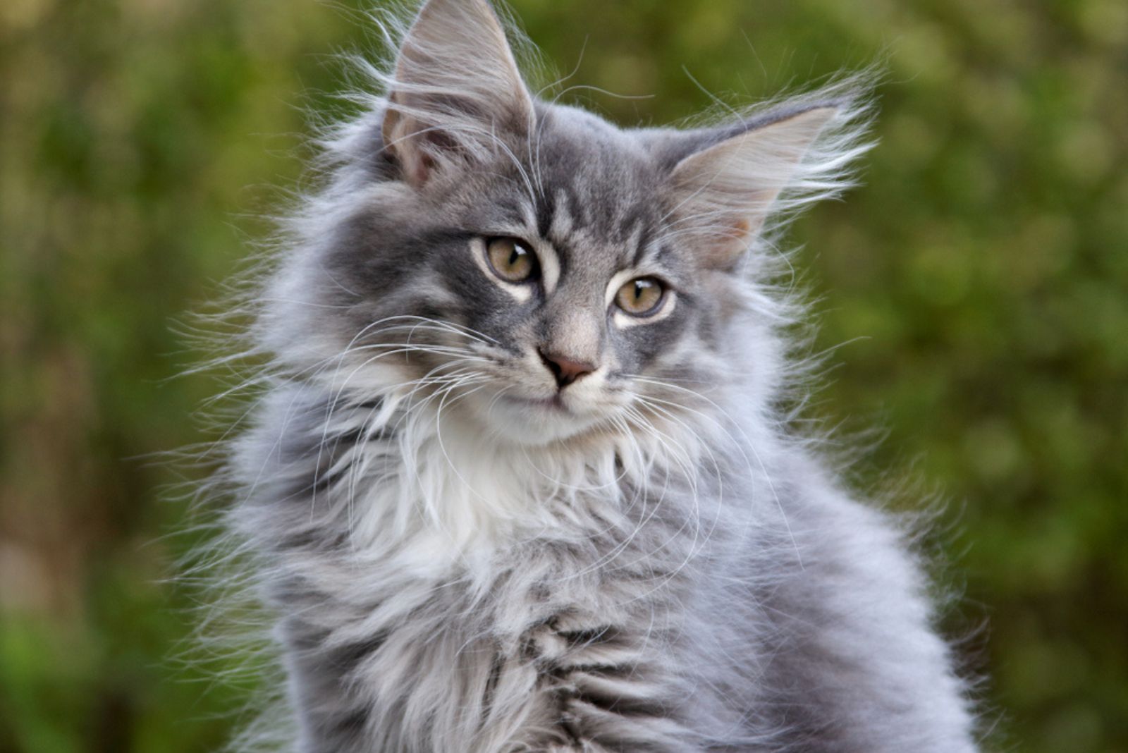 Norwegian forest cat with green eyes