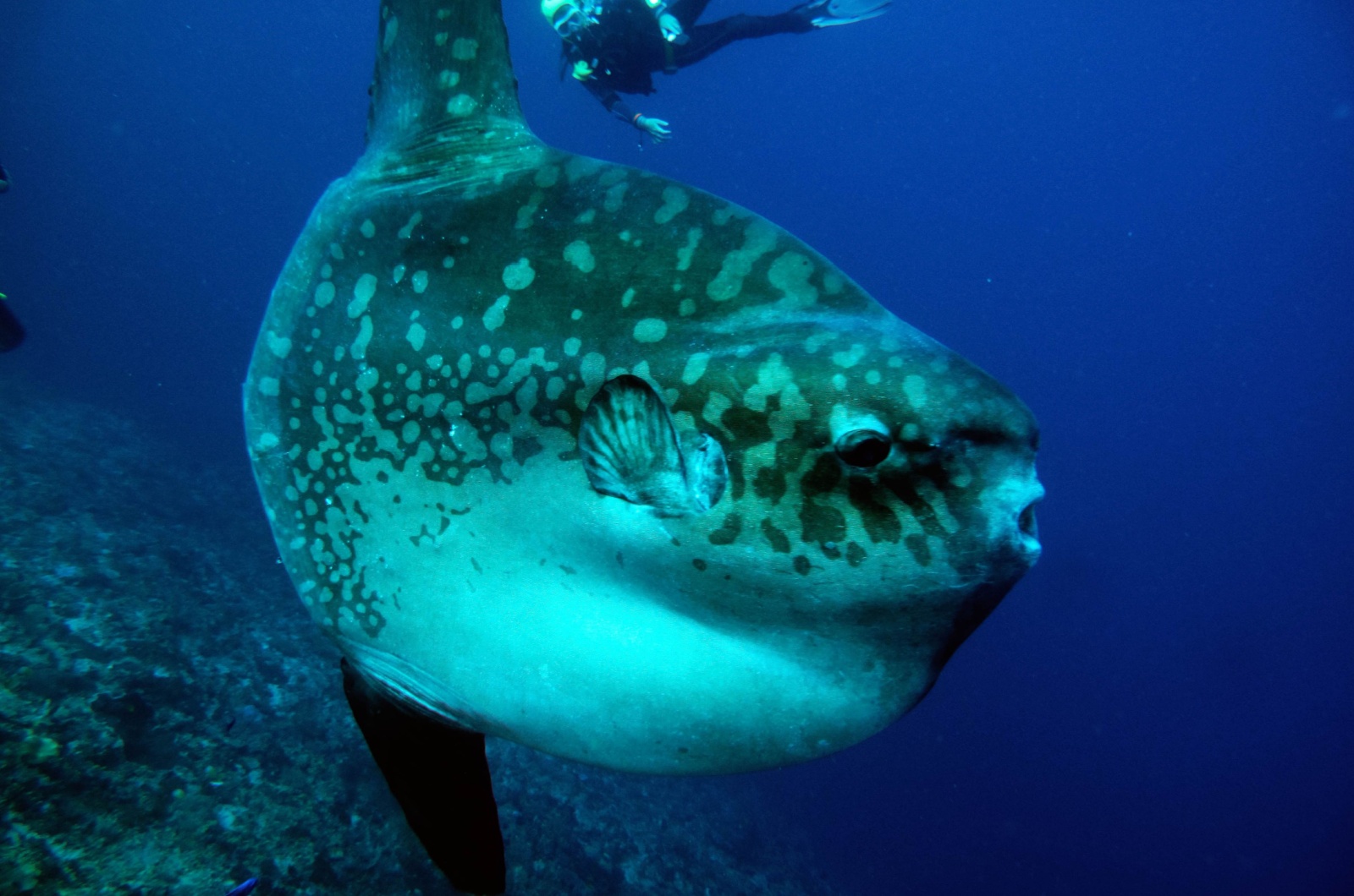 Ocean Sunfish