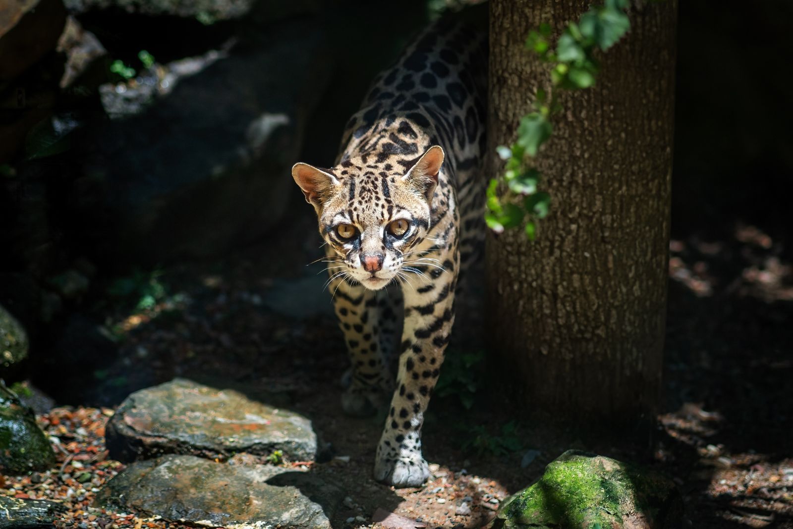 Ocelot