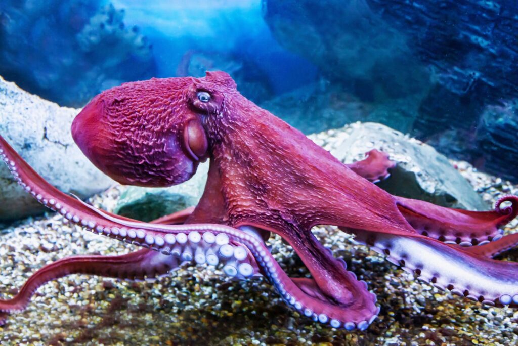 Octopus Aka