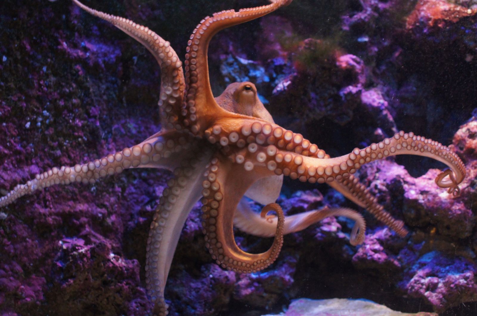 Octopus