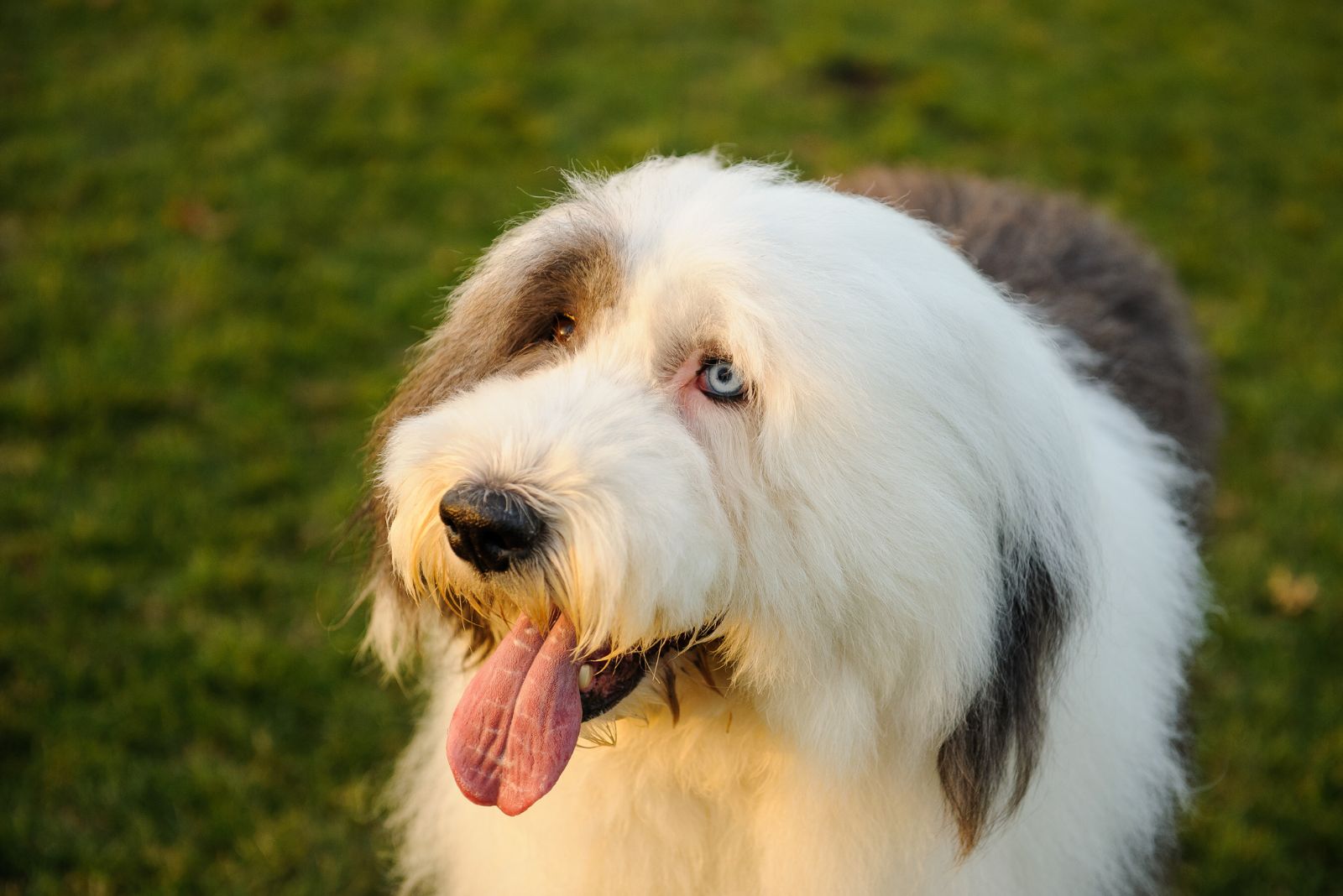 Old English Sheepdog