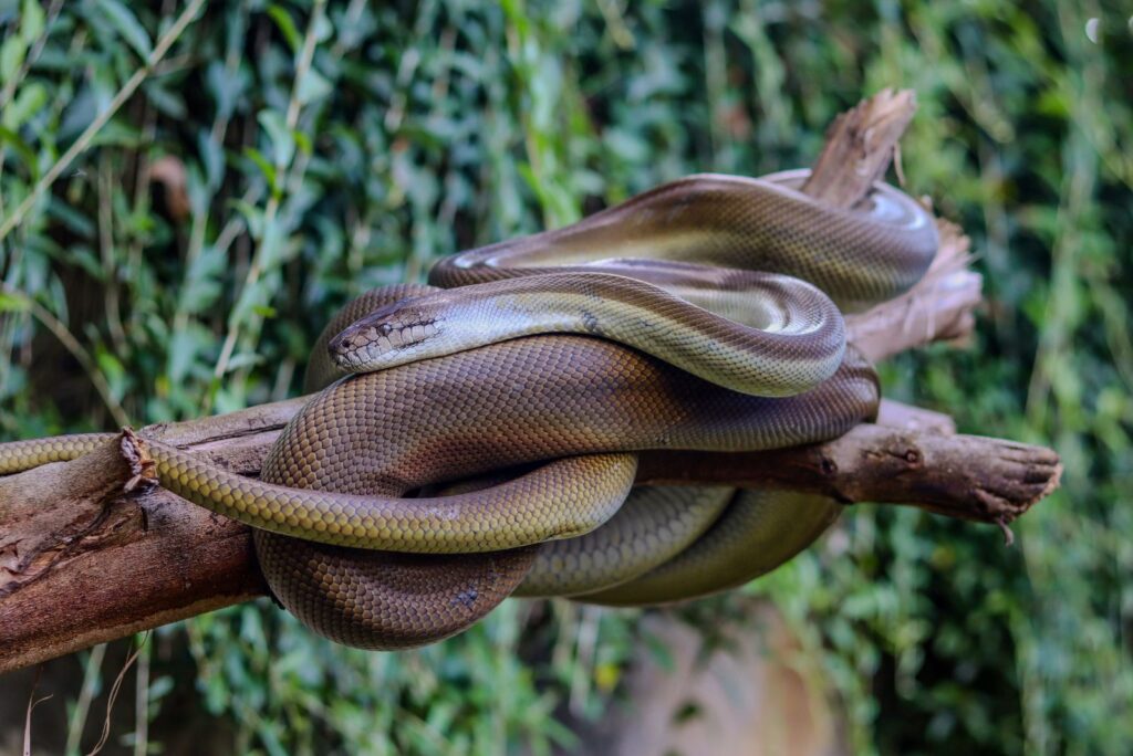 Olive Python