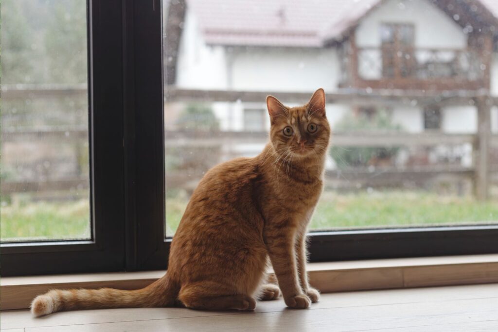 Orange Tabbies sitting by the window