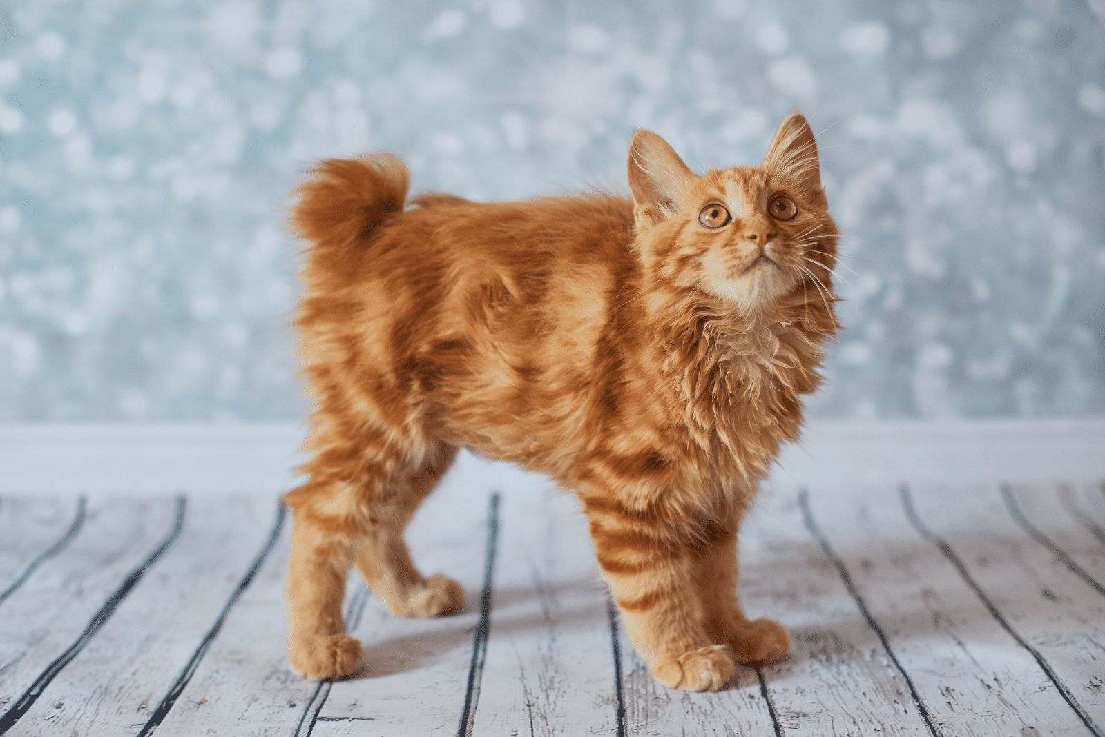 Orange Tabby American Bobtail Cat