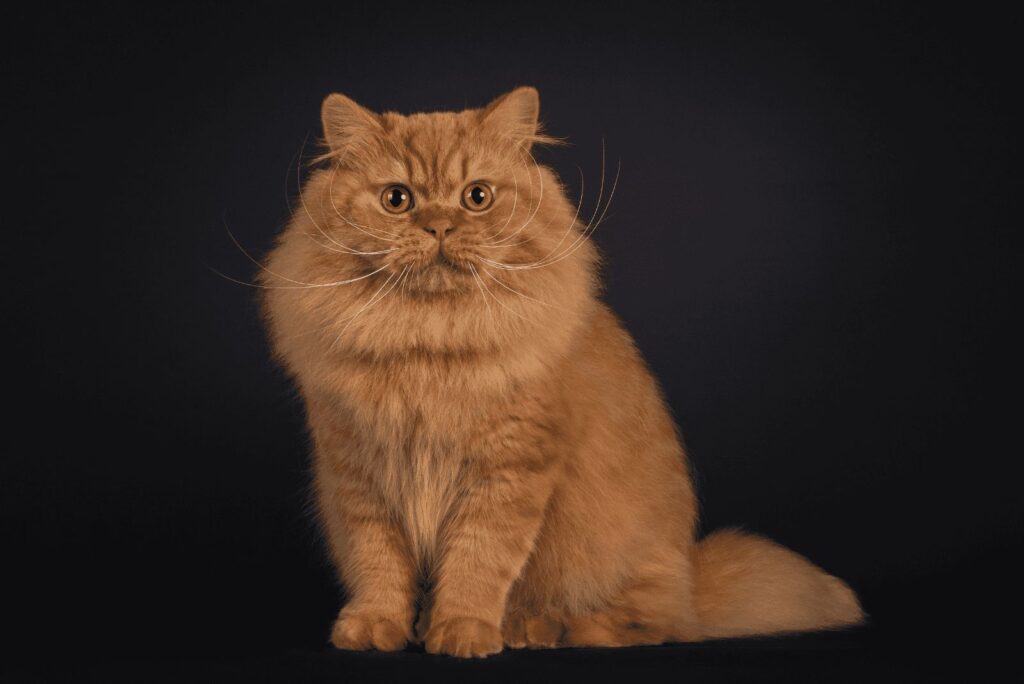 Orange Tabby British Longhair Cat