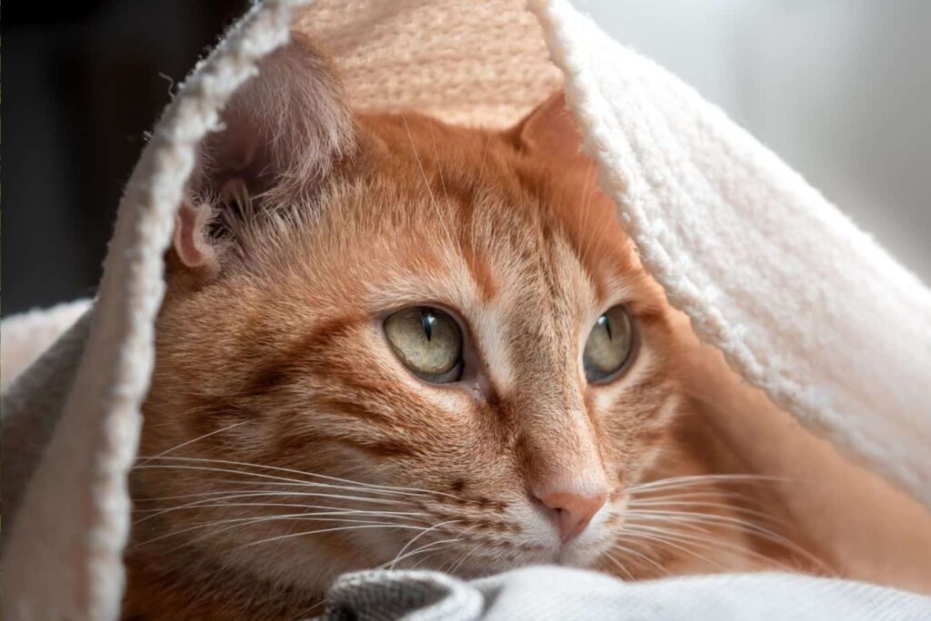 Orange Tabby Cats Covered in a White Blanket