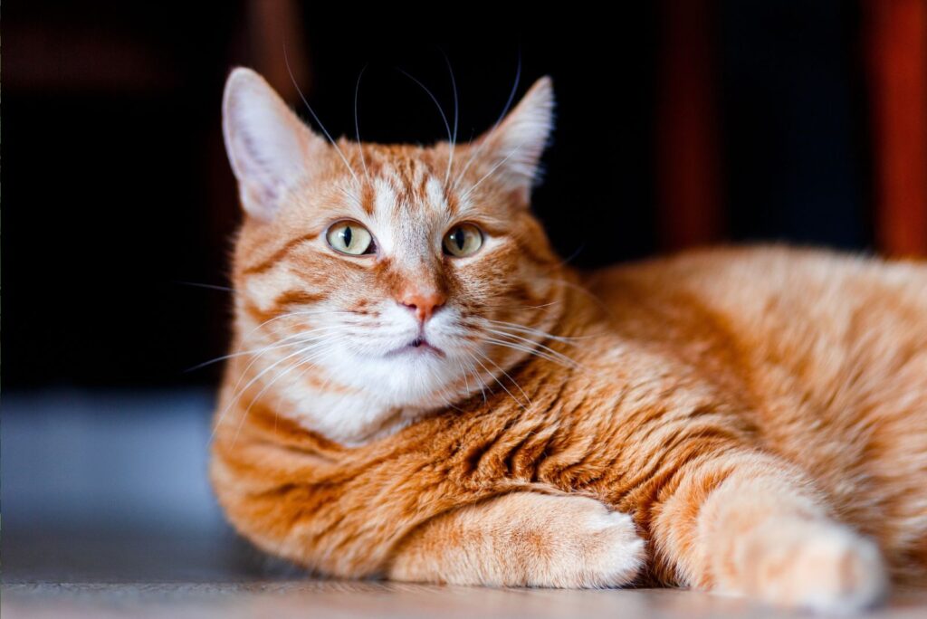 Orange Tabby Cats lying on the floor