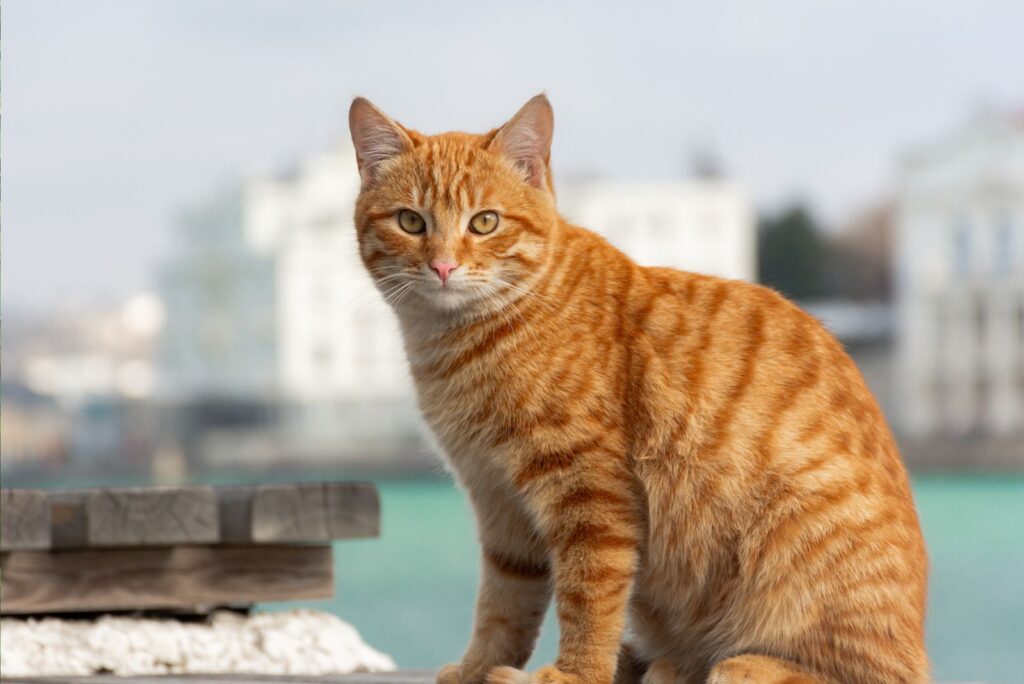 Orange Tabby Cats sitting and looking in front of them