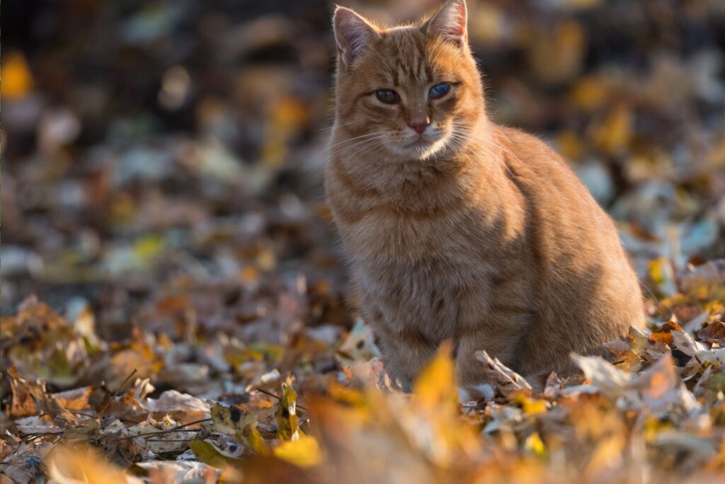 Orange Tabby Cats sitting on leaves