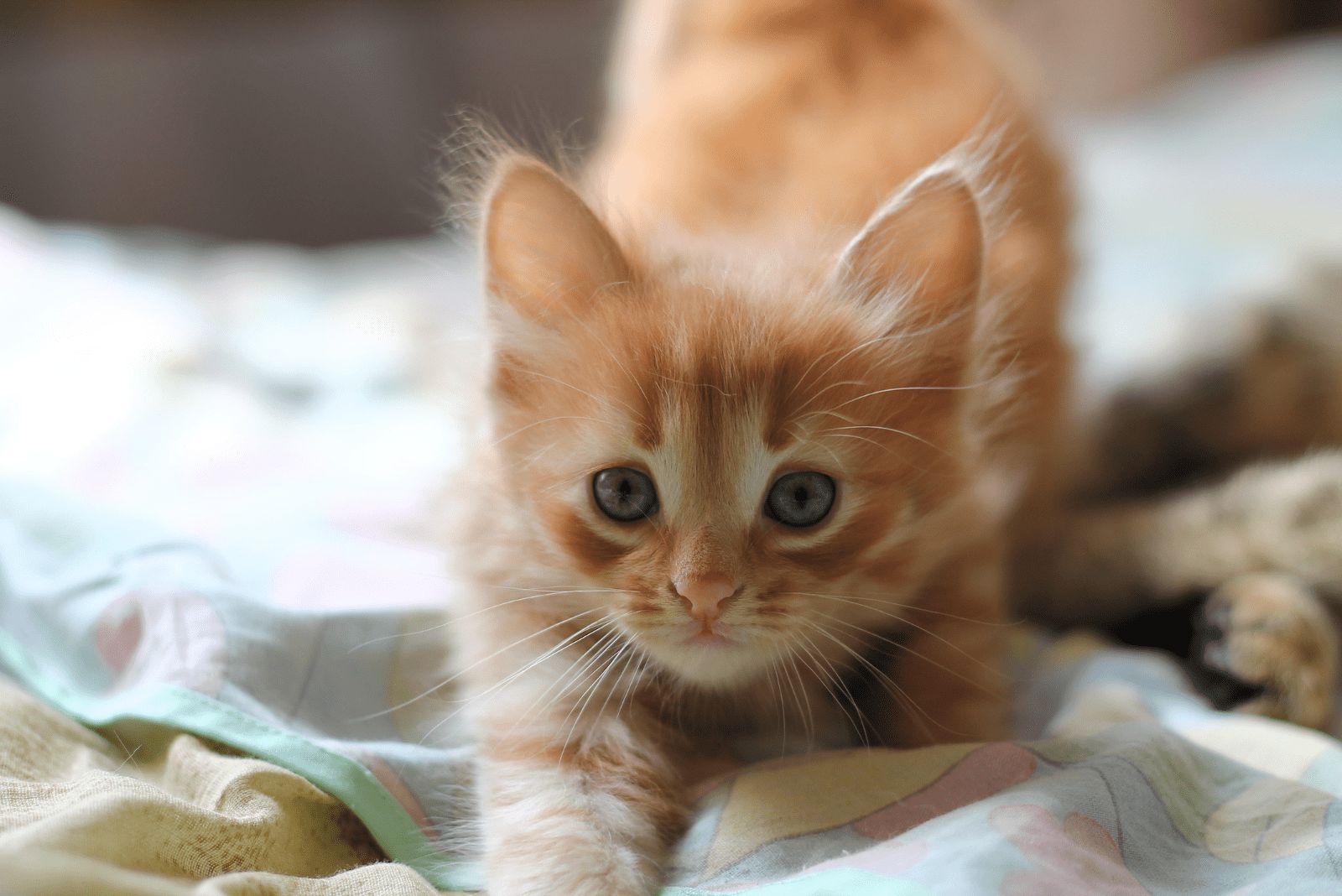 Orange Tabby Norwegian Forest Cat