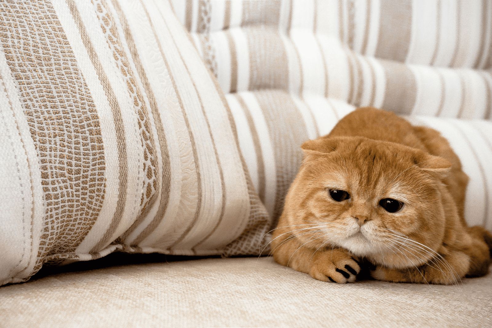 Orange Tabby Scottish Fold