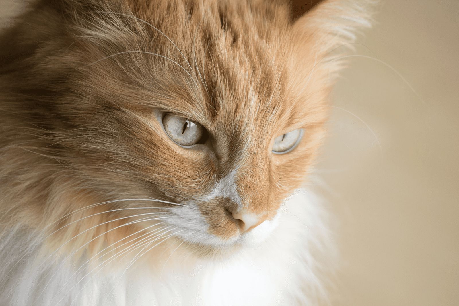 Orange Tabby Turkish Angora