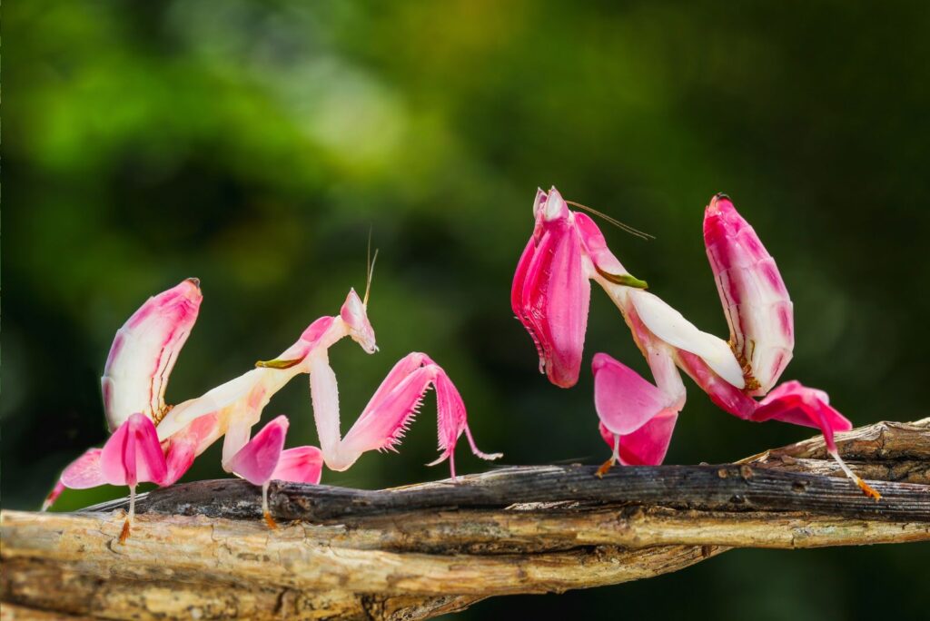 Orchid Mantis