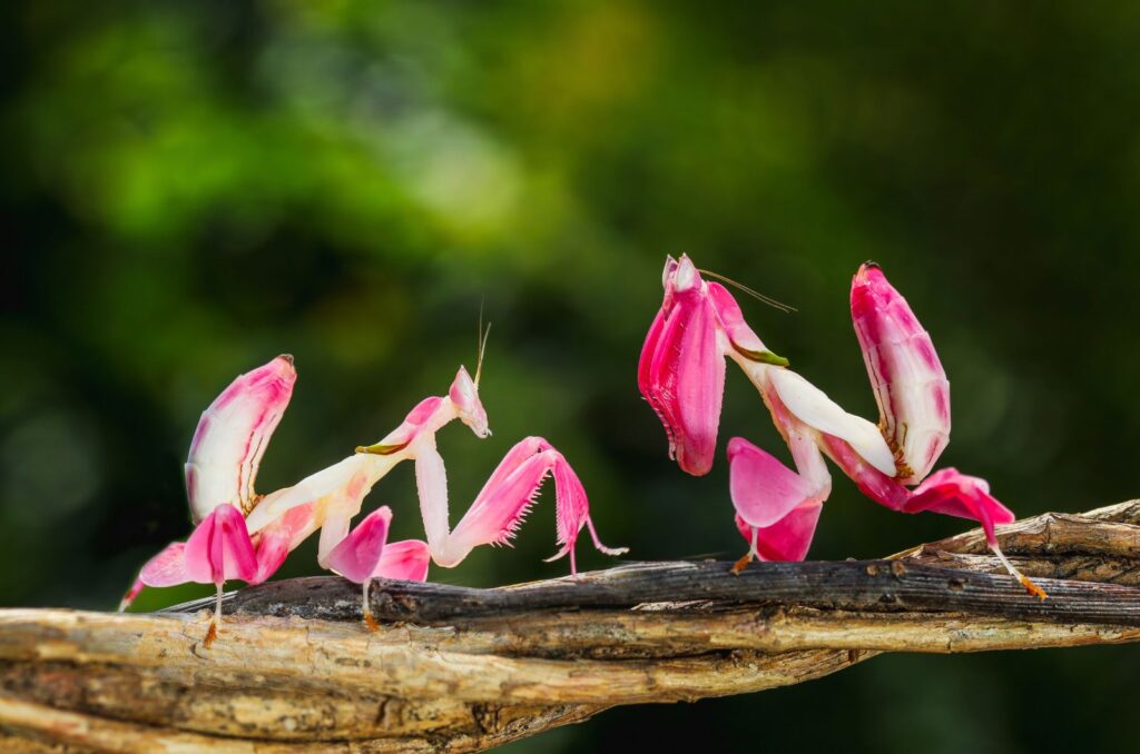 Orchid Mantis