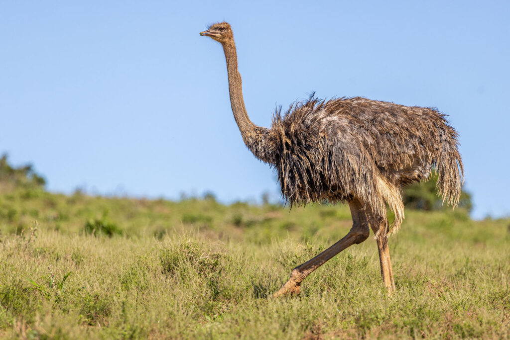 Ostrich