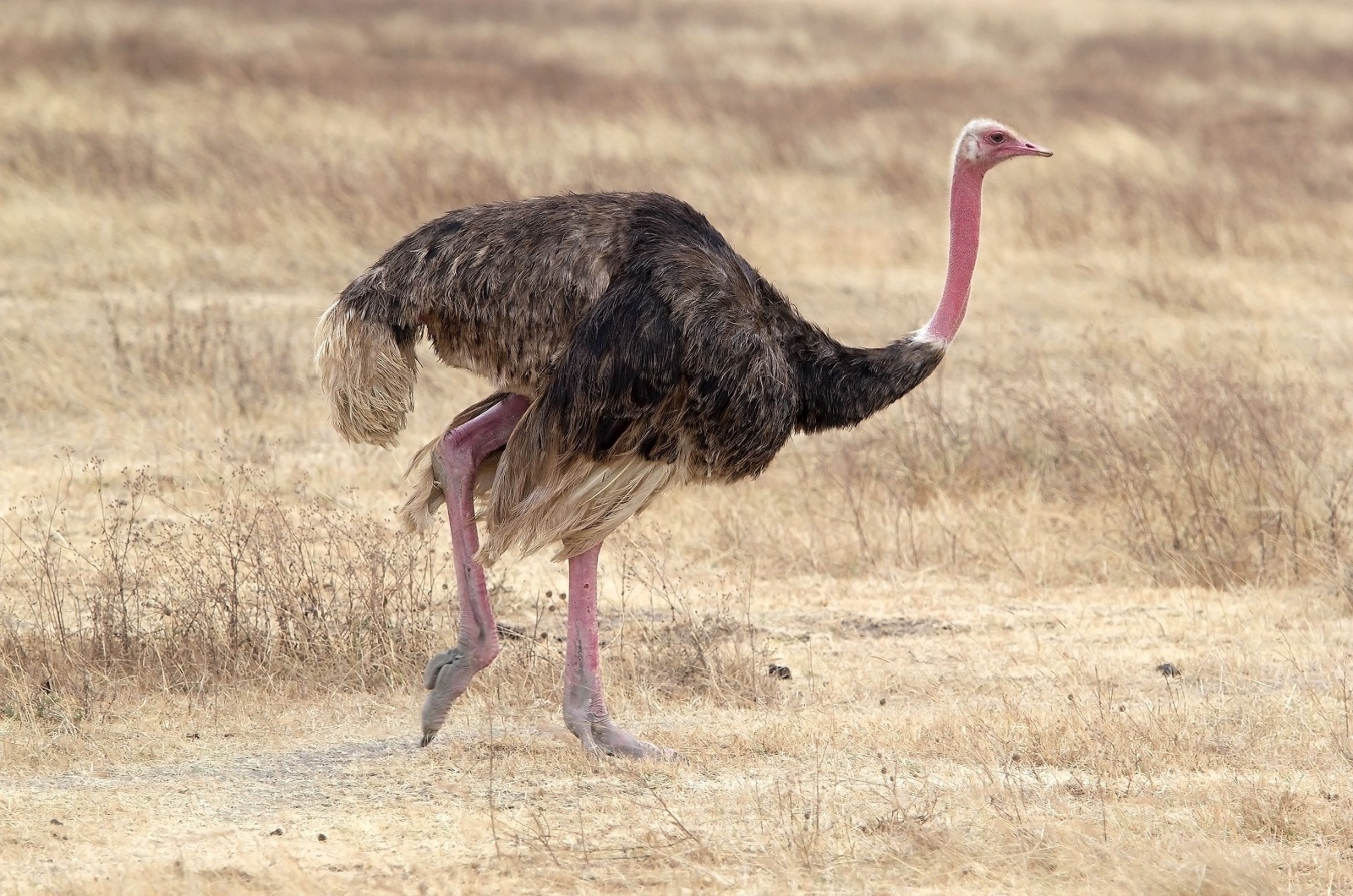 Ostrich