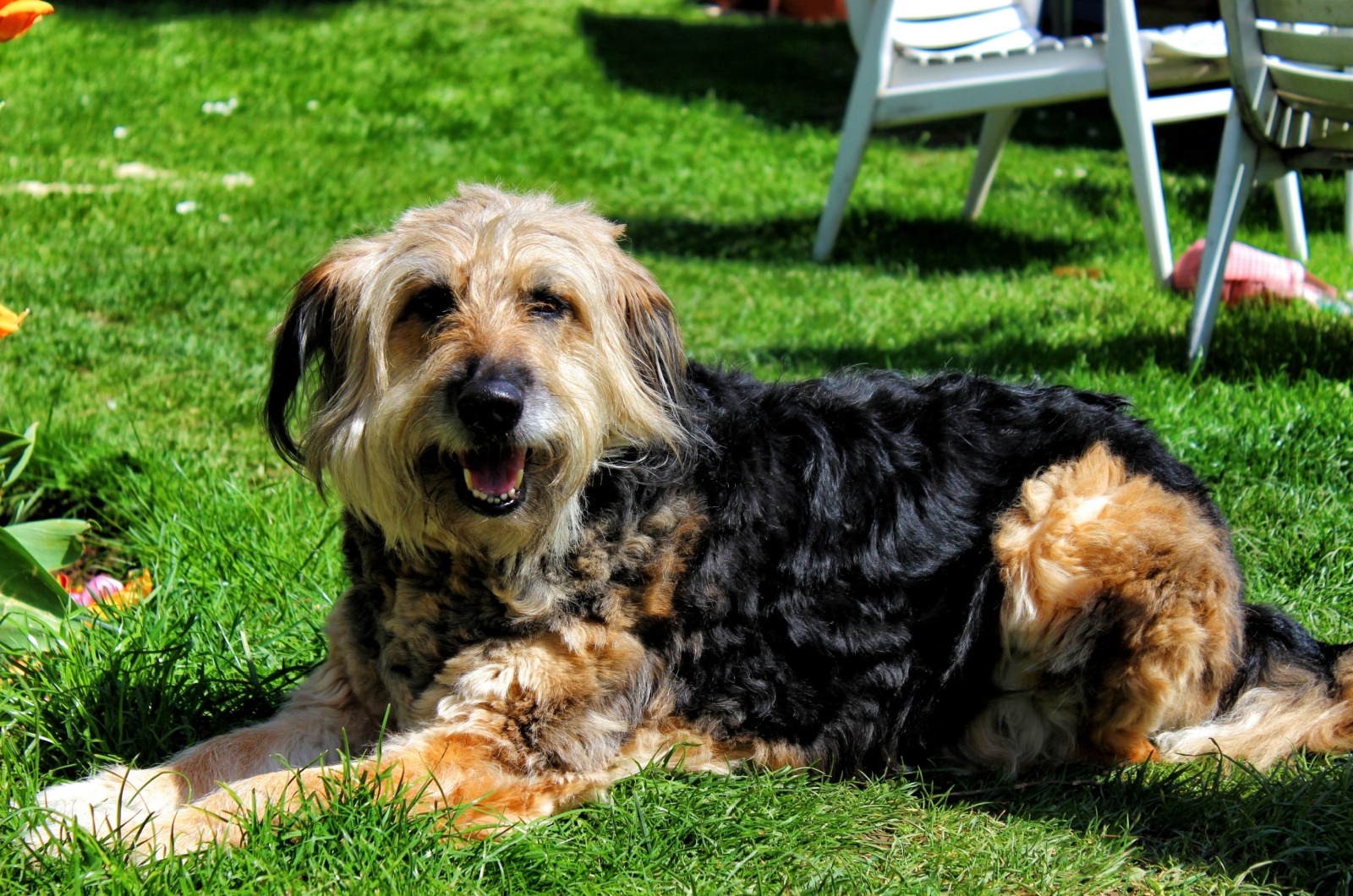 Otterhound