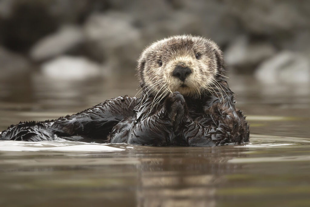 Otters