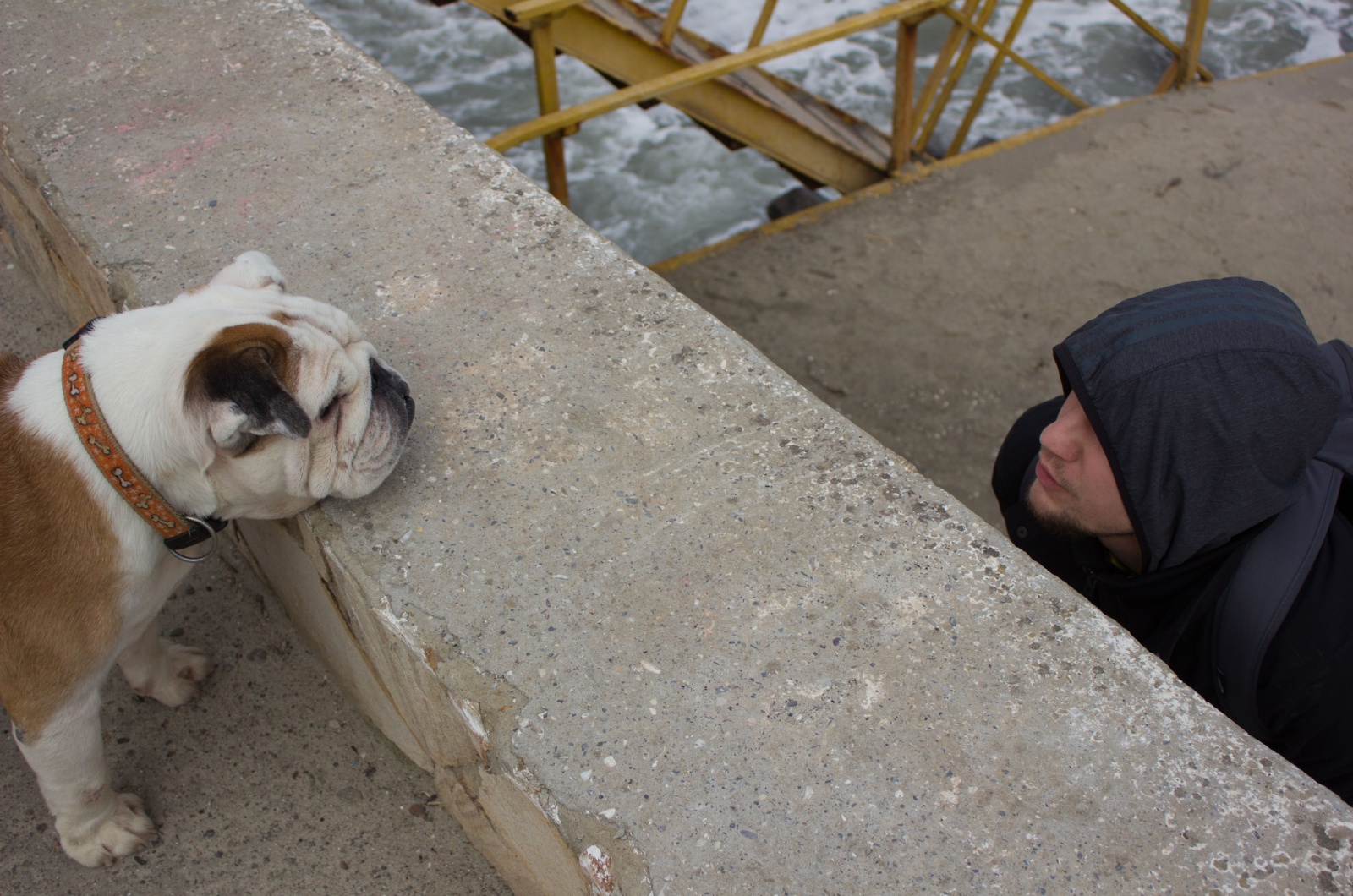 Owner and dog playing hide and seek