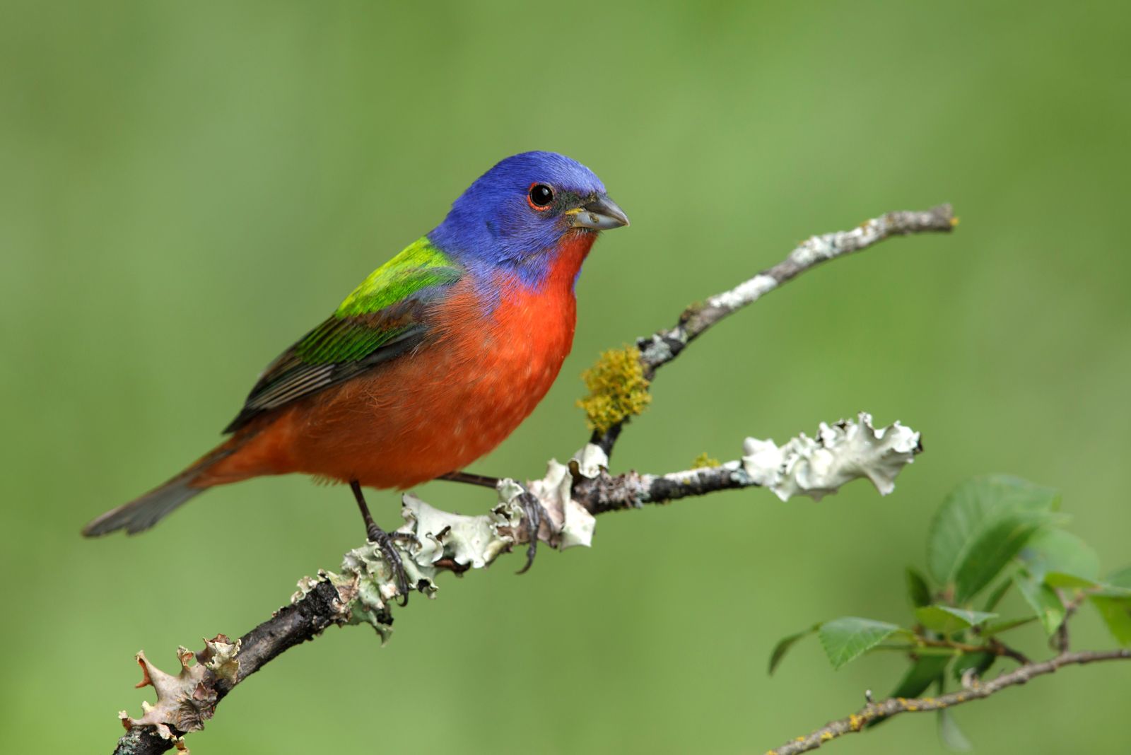 Painted Bunting