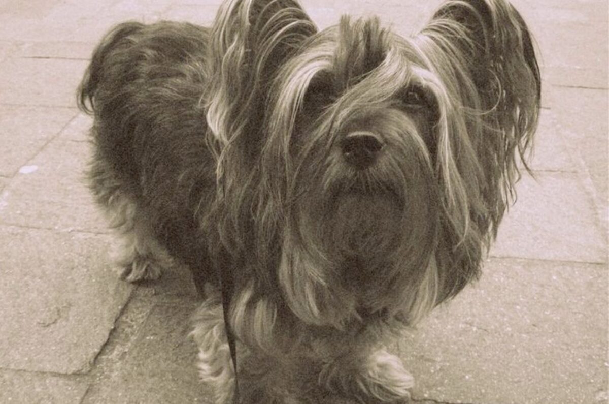 13 Extinct Dog Breeds Whose Memory Lives On