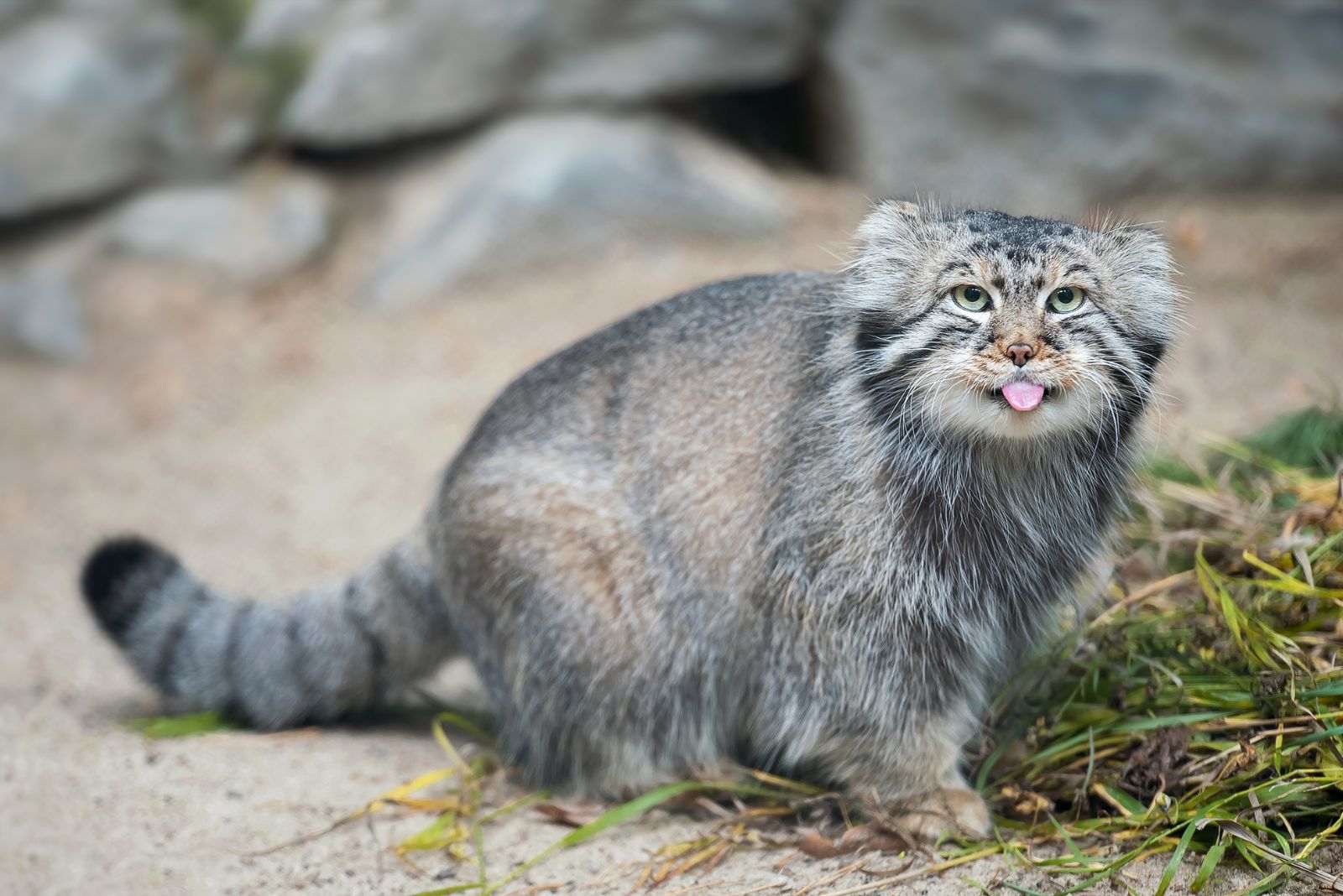 Pallas Cat