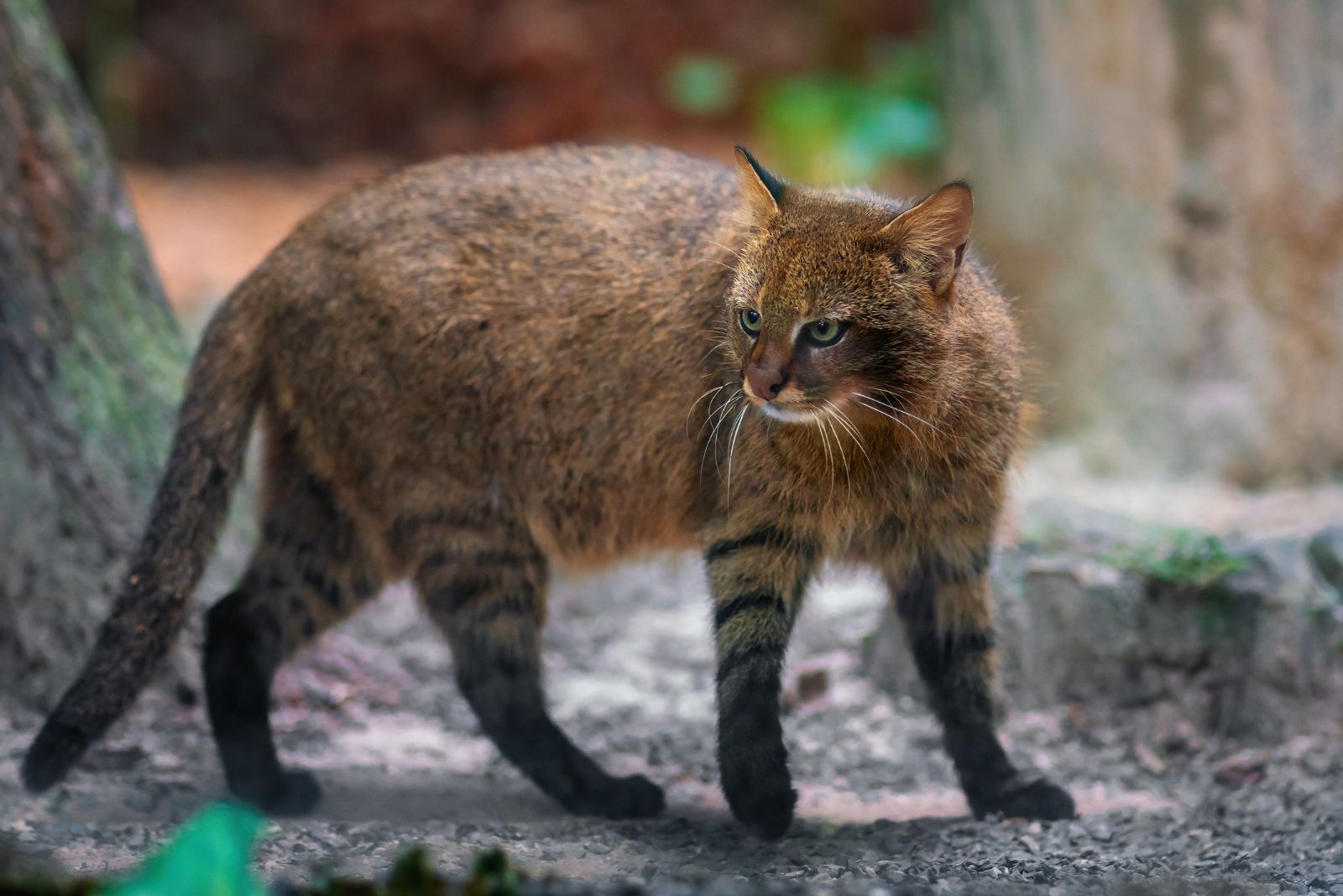 Pampas Cat