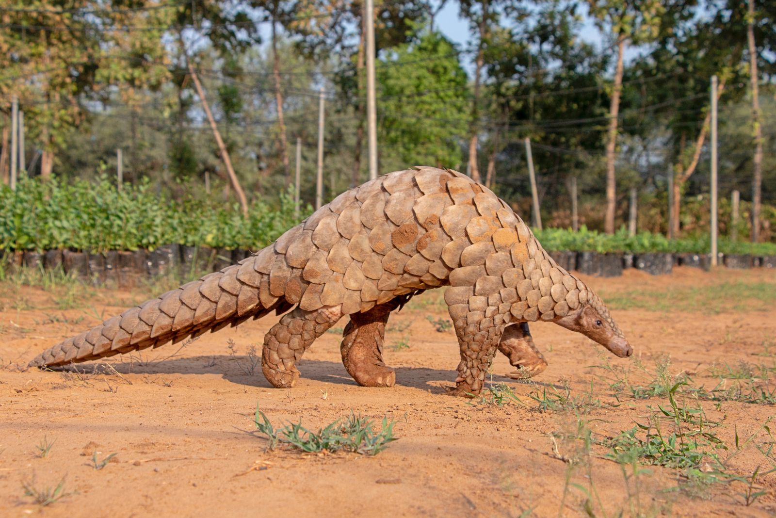 Pangolins