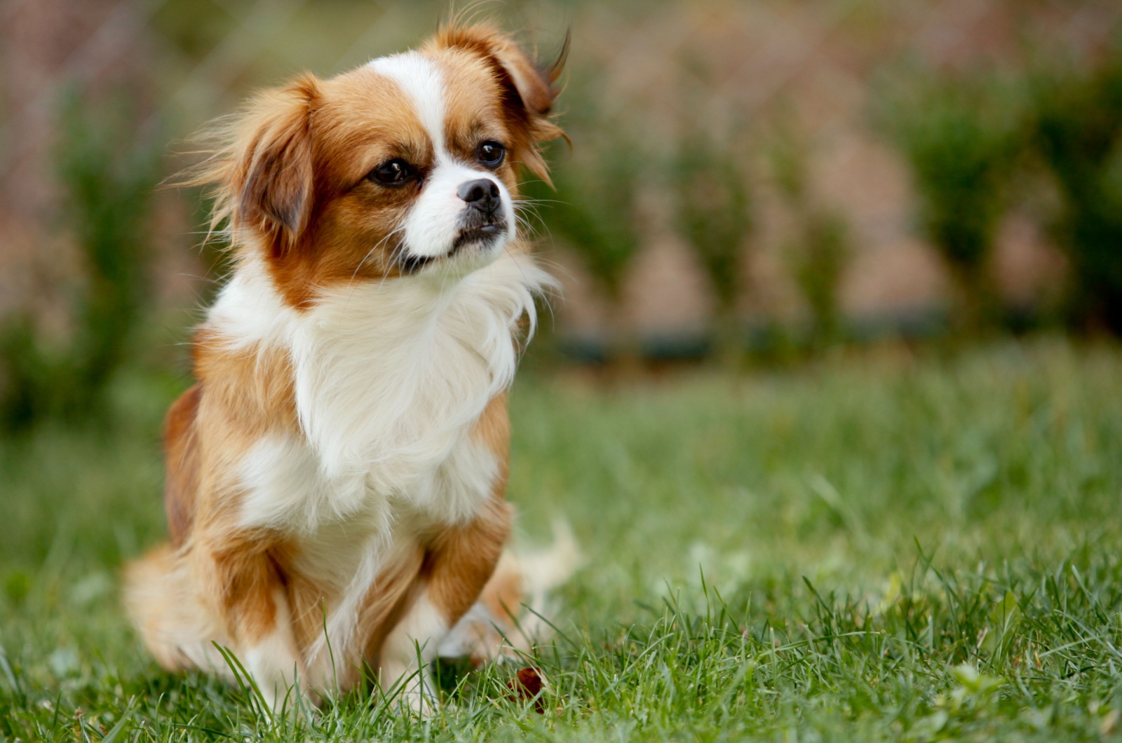 Parti colored Pekingese