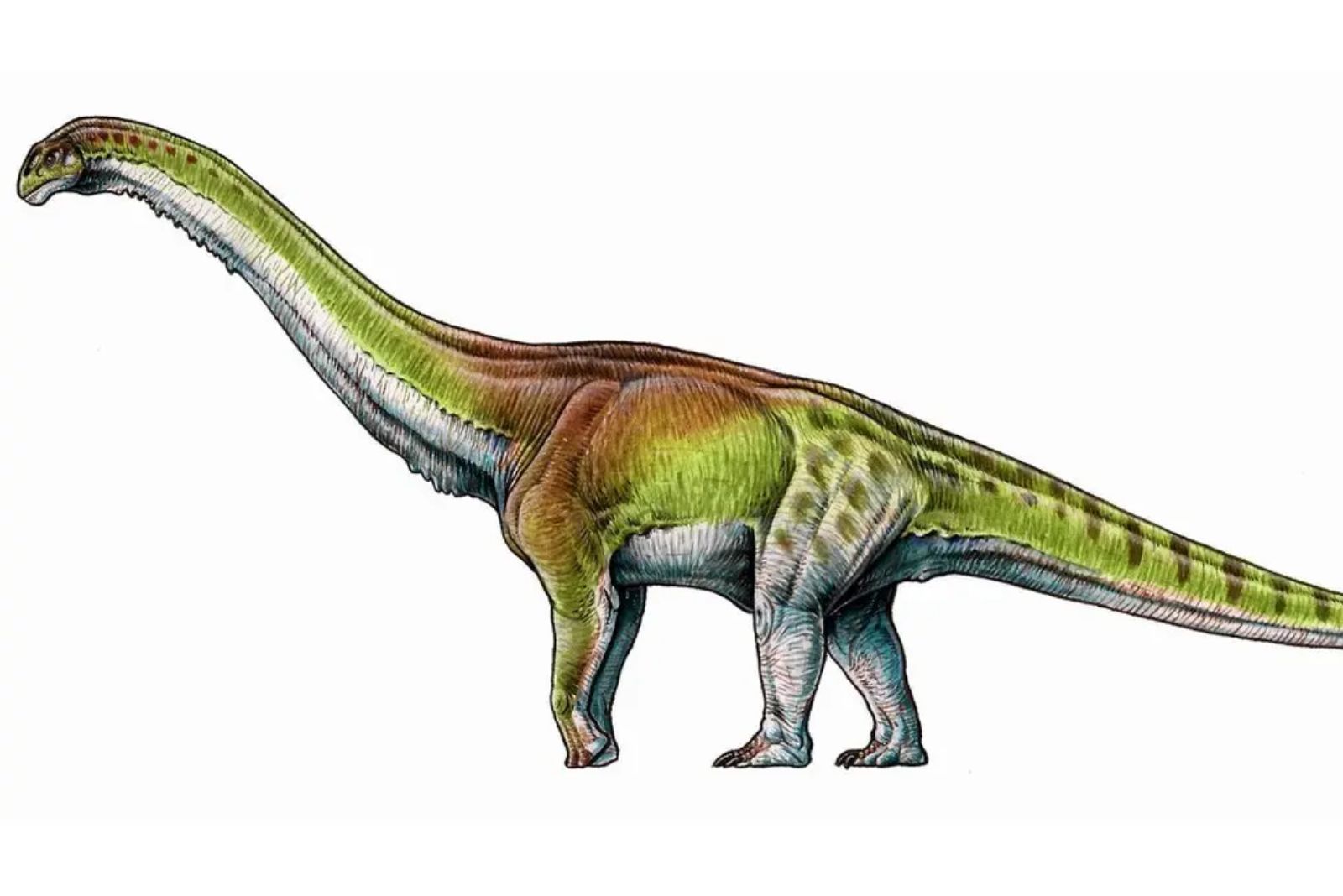 Patagotitan Mayorum