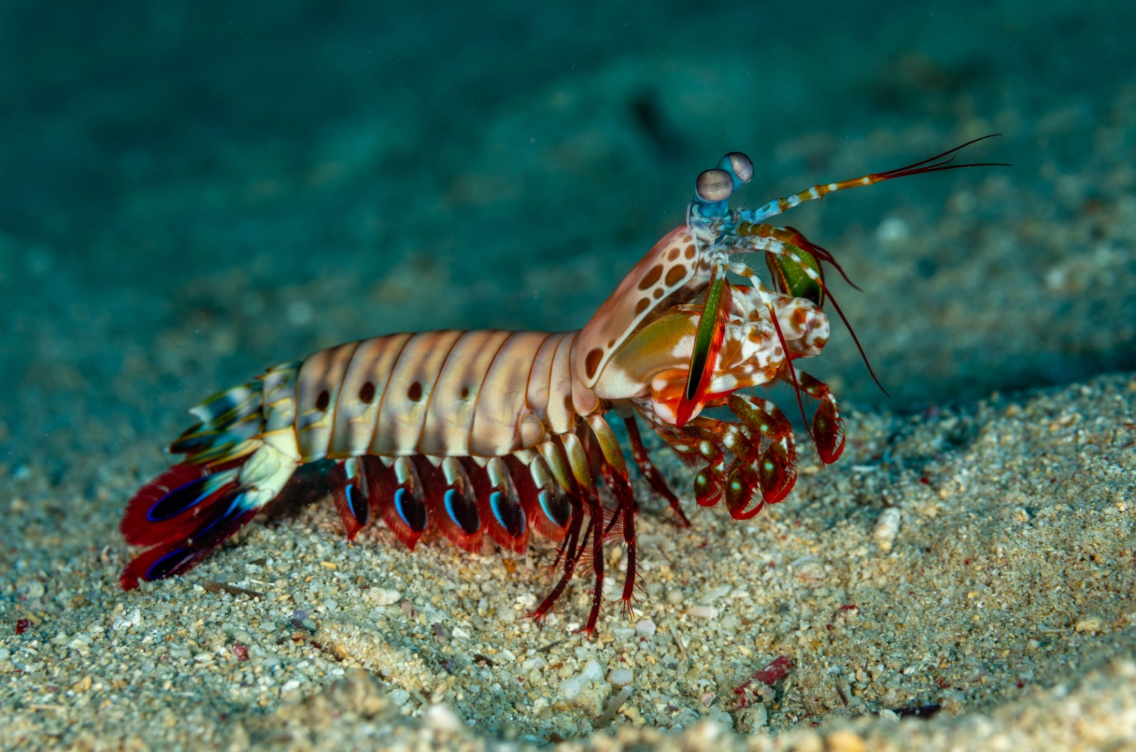 Peacock Mantis Shrimp