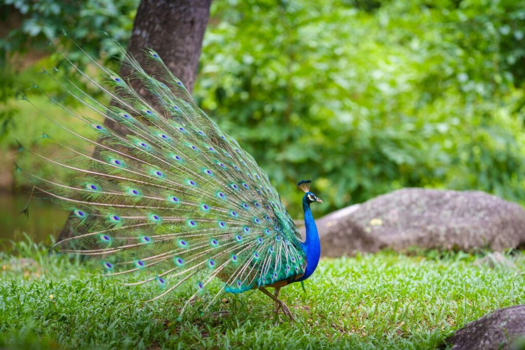 Peacocks