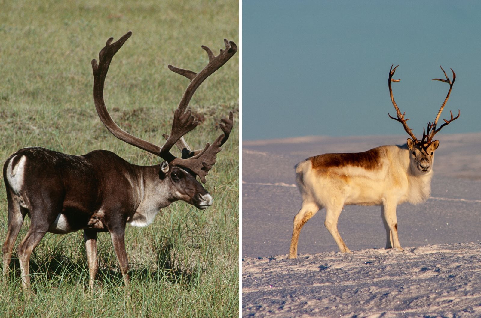 Peary Caribou