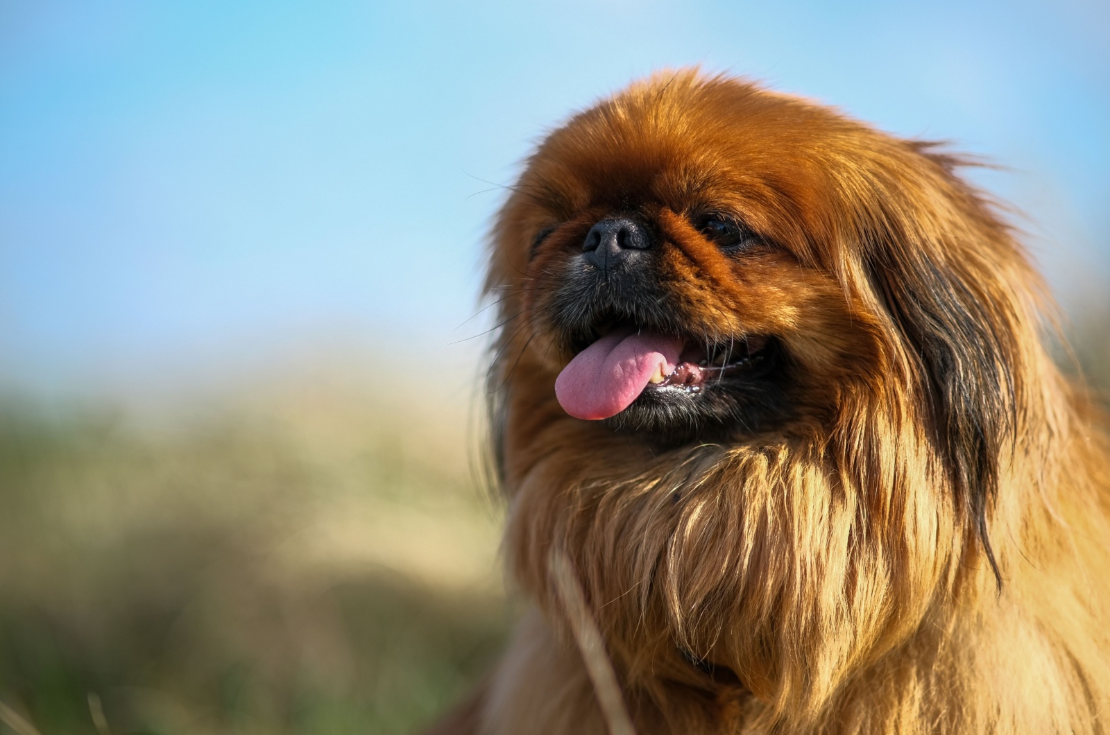 Pekingese 