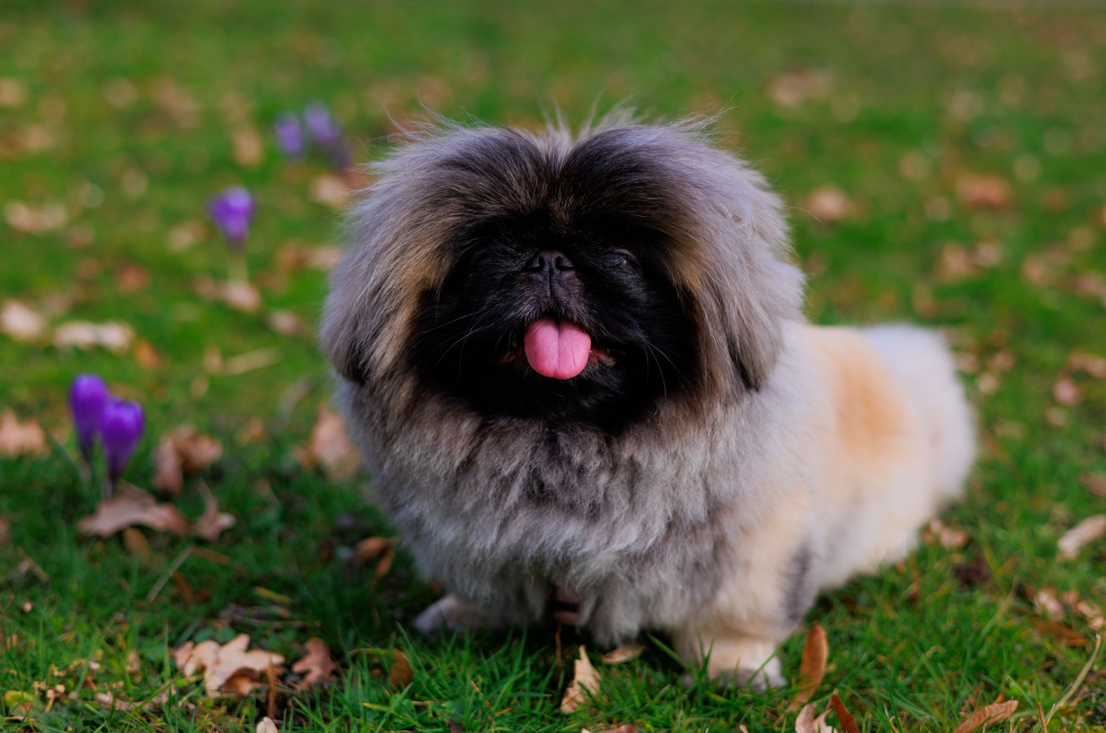 Pekingese