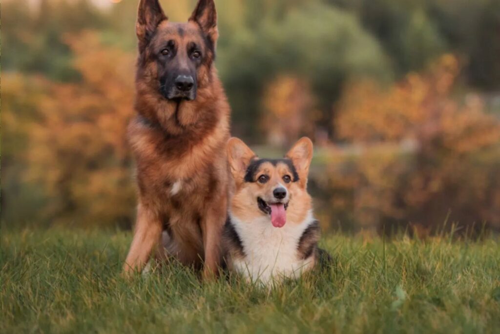 People’s Choice - Corgi