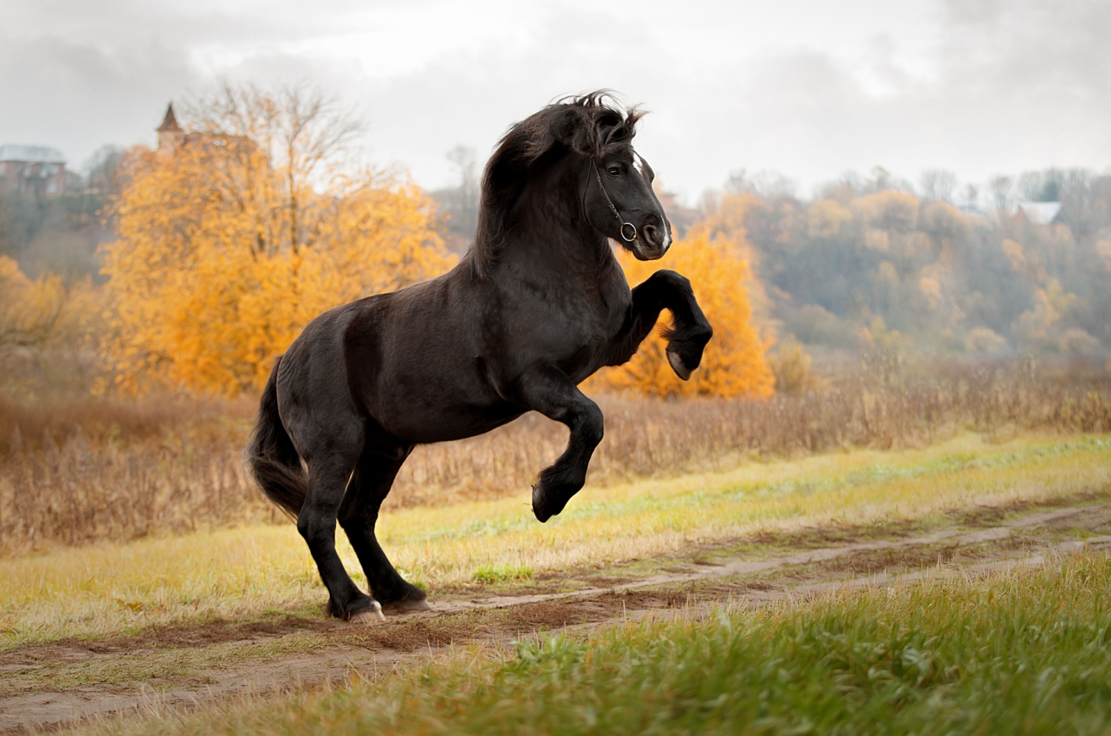 Percheron