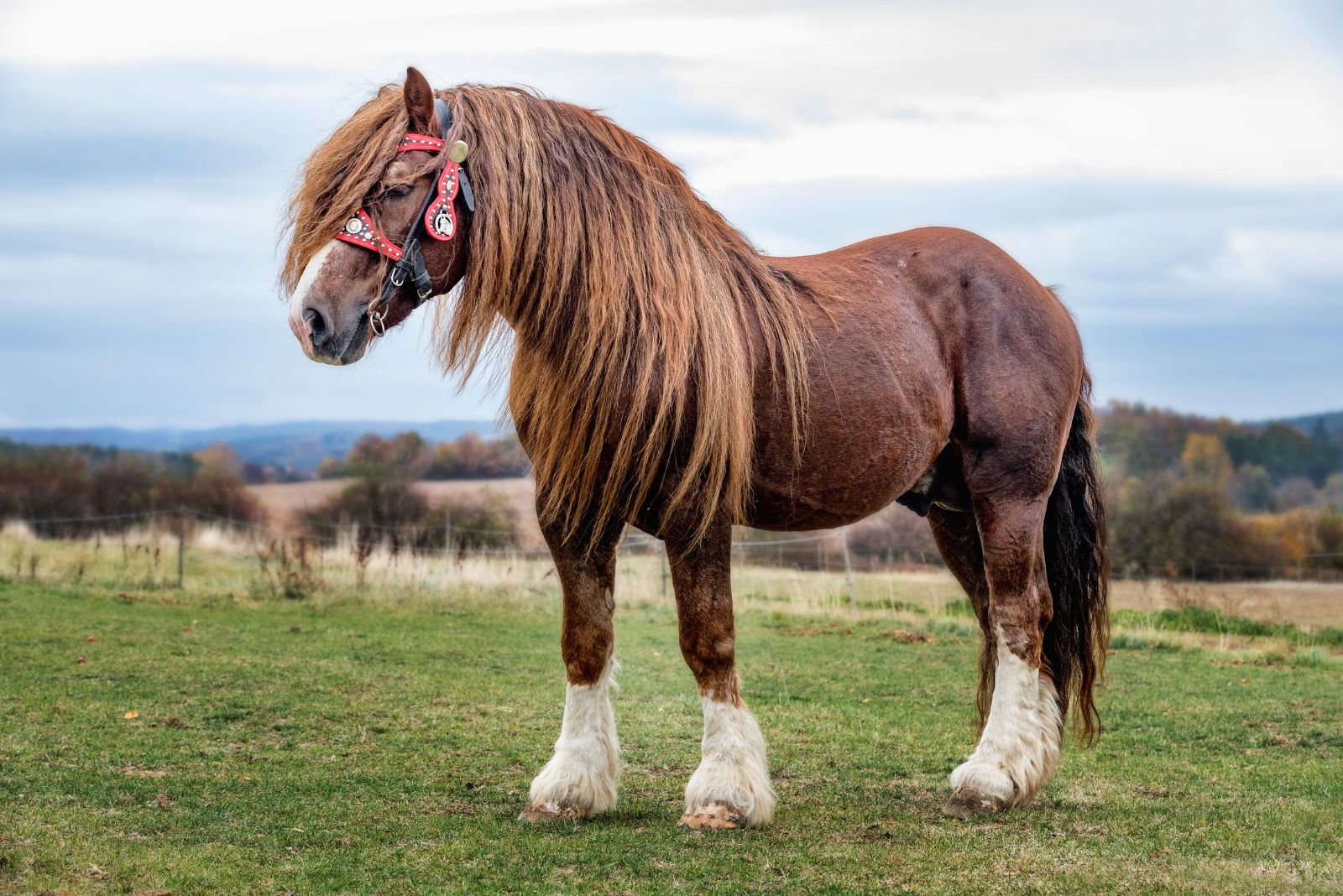 Percherons horse