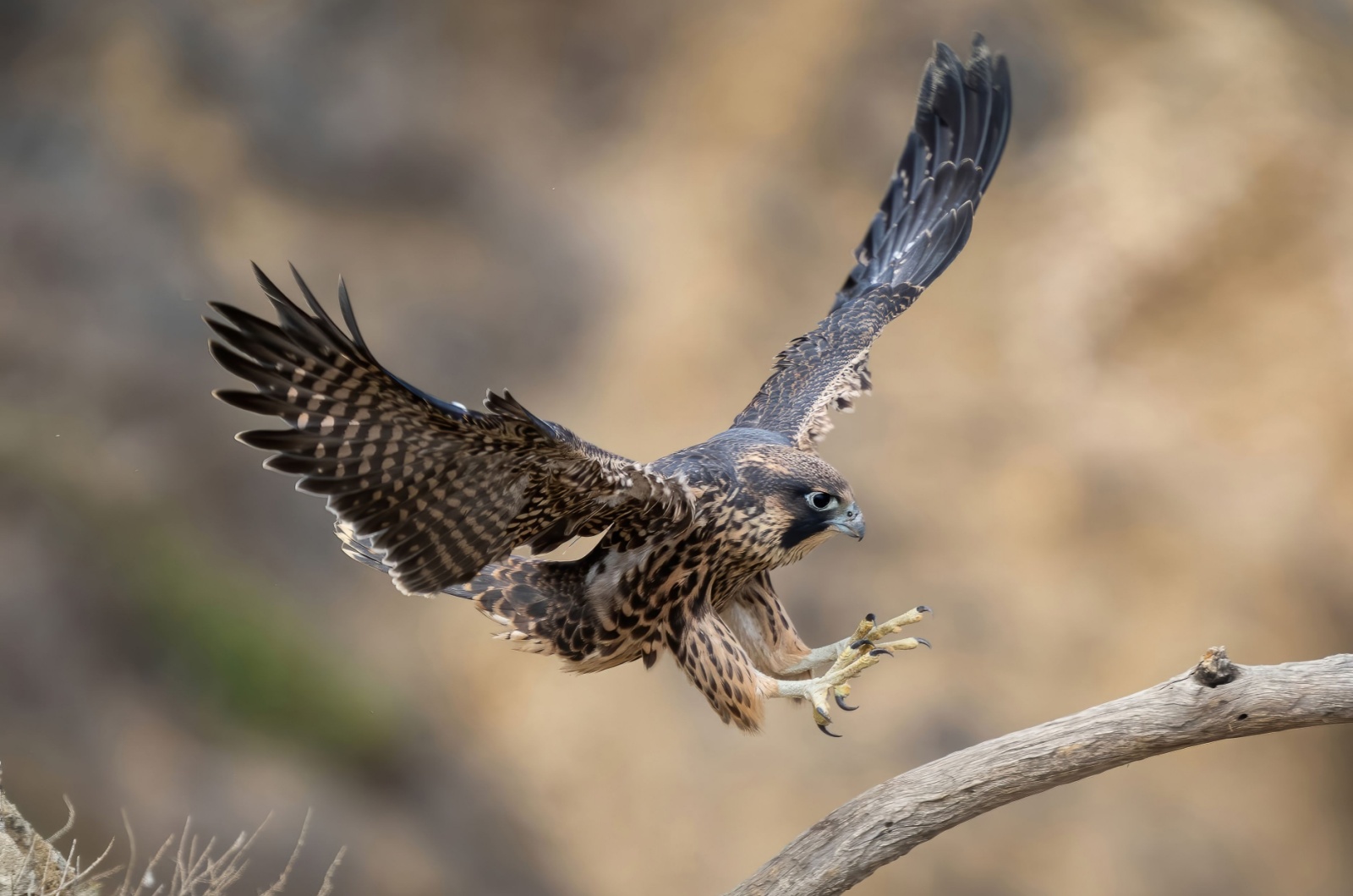 Peregrine Falcon