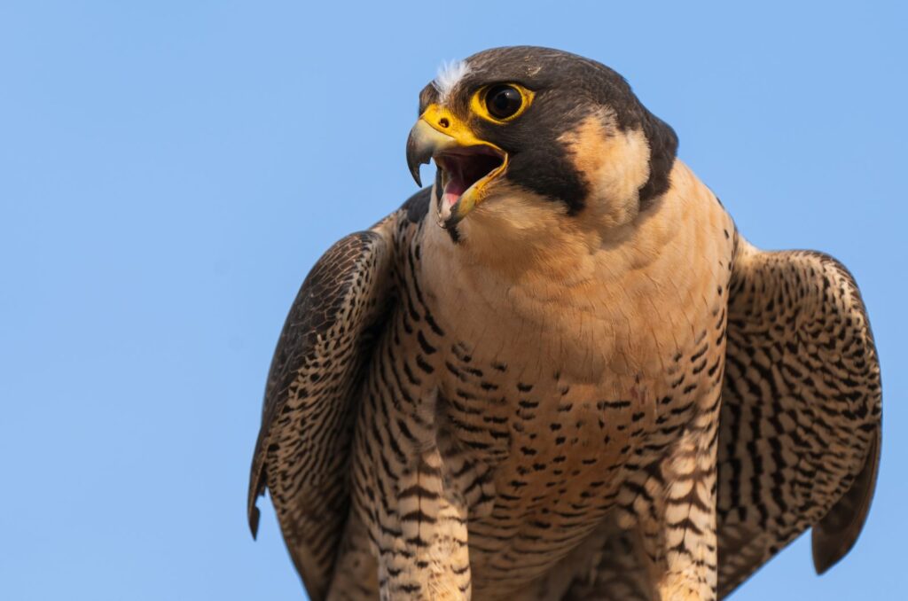 Peregrine Falcon