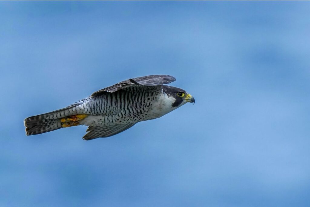 Peregrine Falcon