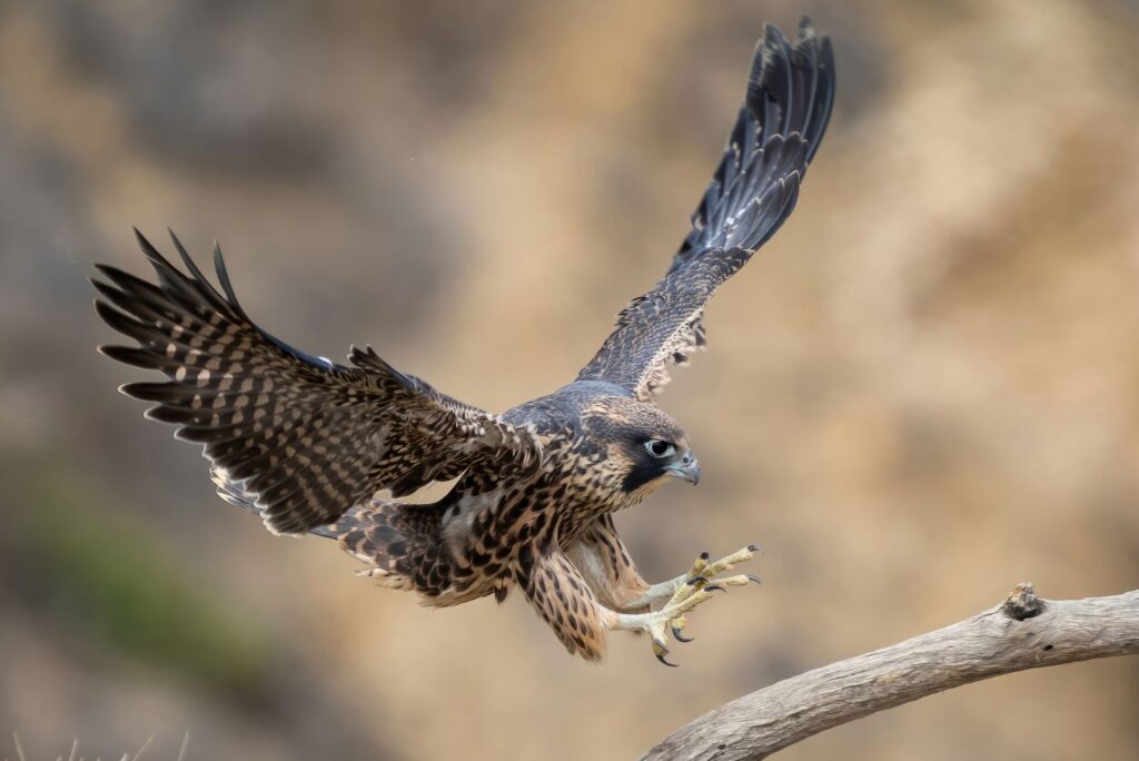 Peregrine Falcon