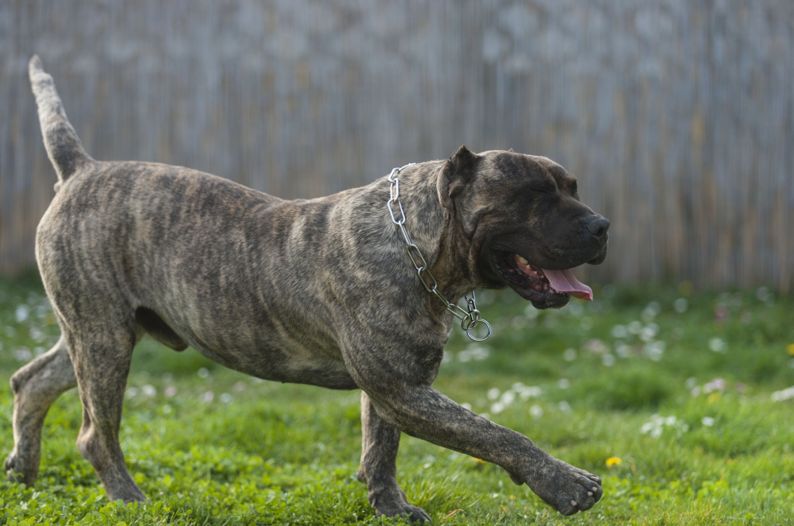 Perro De Pressa Canario