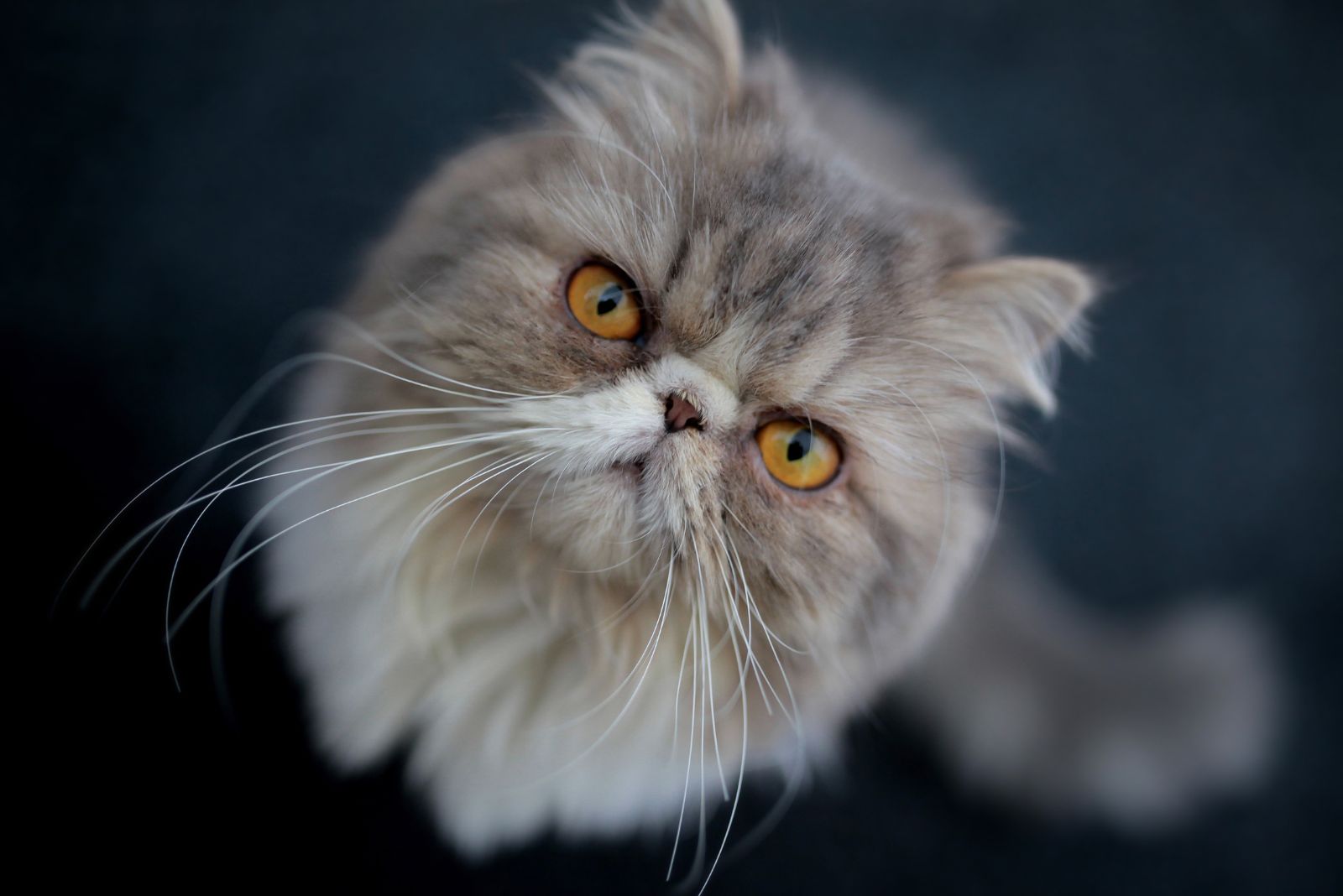 Persian Cat