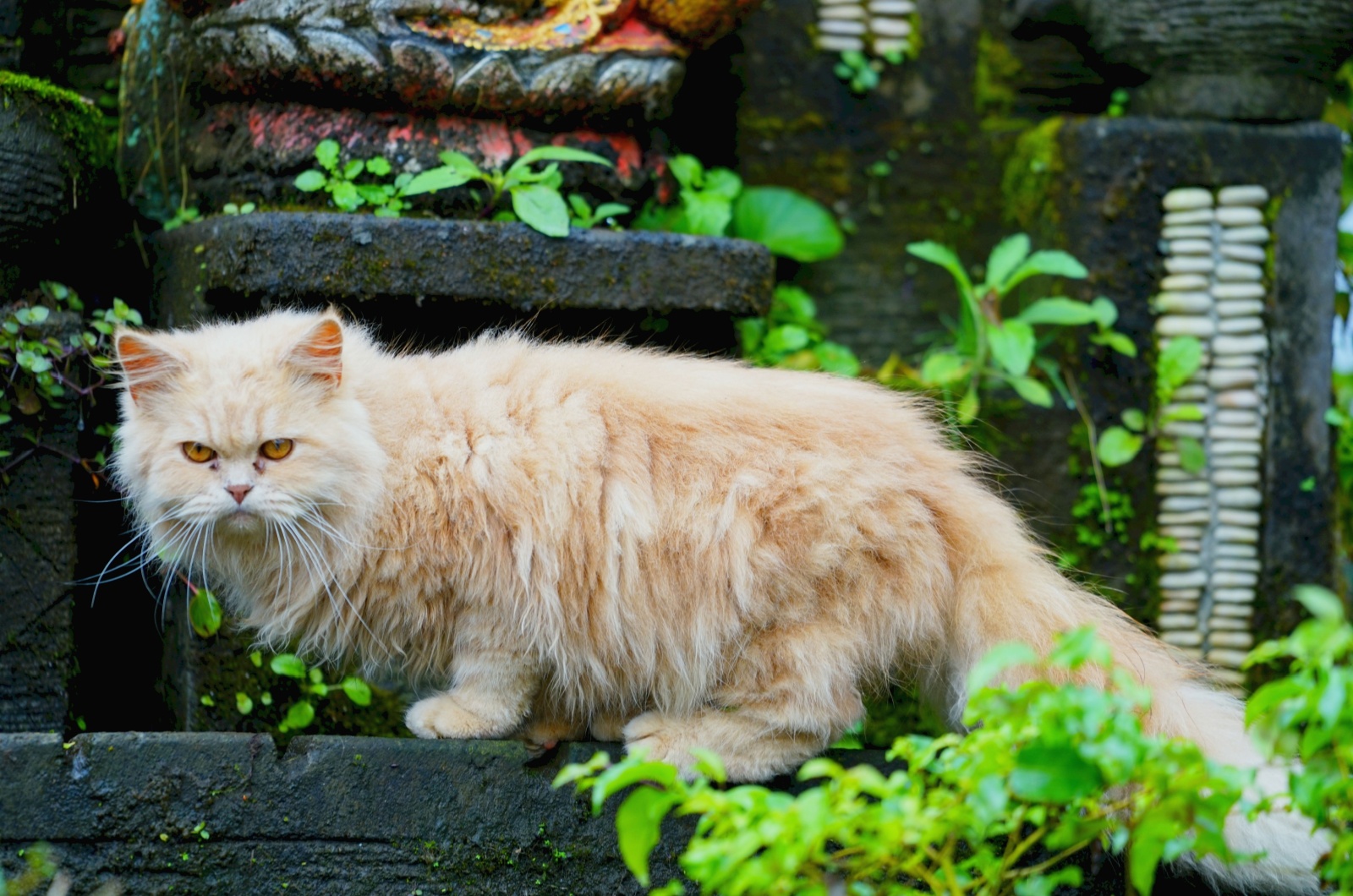 Persian Cat