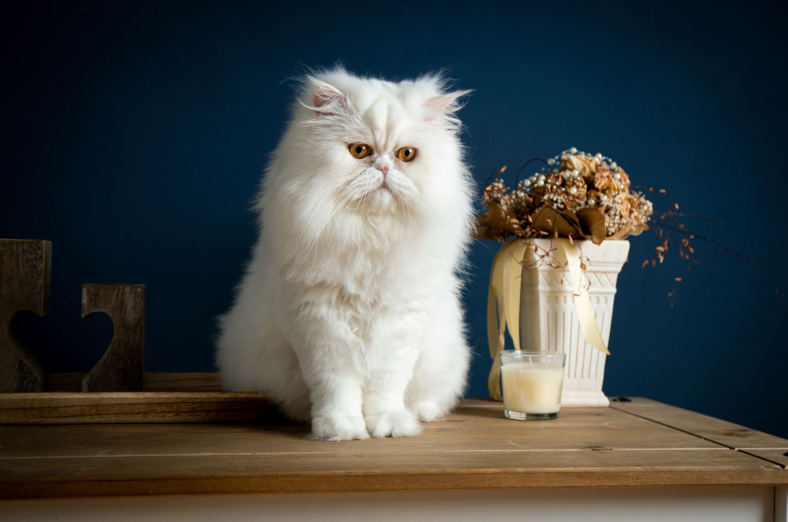 Persian cat