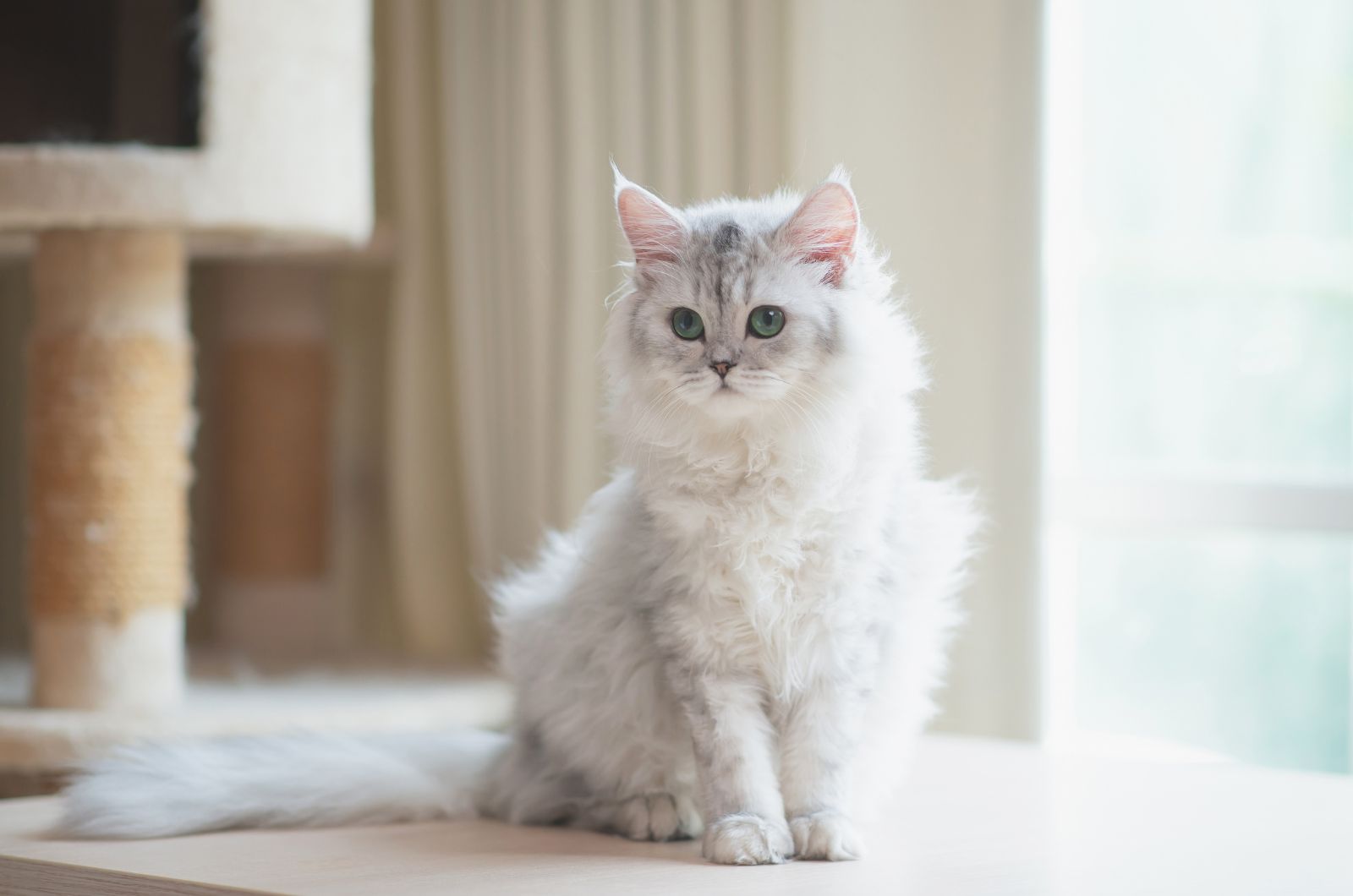 Persian cat