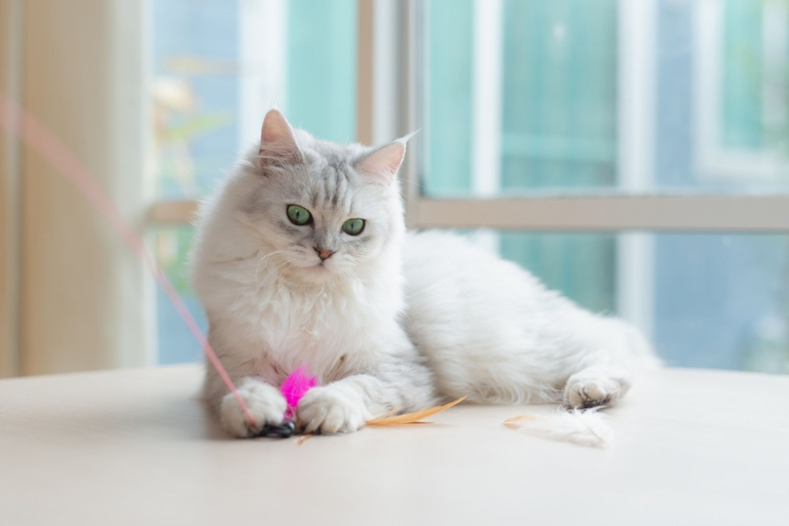 Persian cat playing